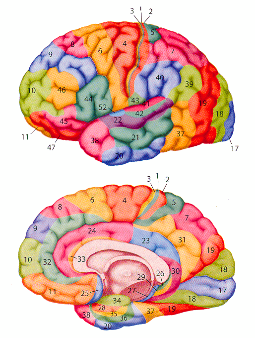 brainbrodmannareas.gif