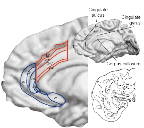 cingulate.PNG