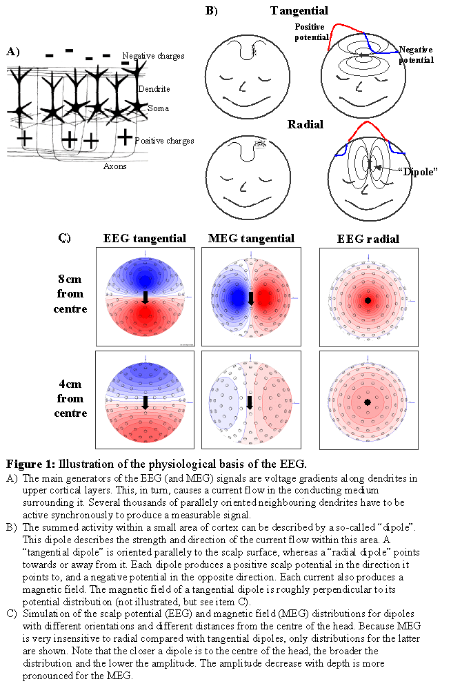 Dipolephysiology.gif